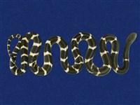 藏品(雨傘節)的圖片